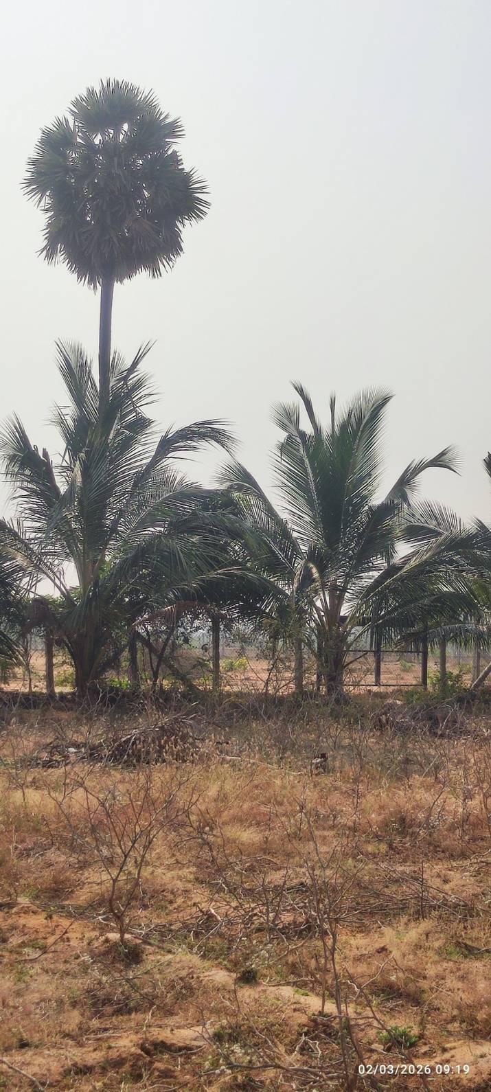 Farm Land for Sale – Prime Location Near Trichy to Dindigul Highway